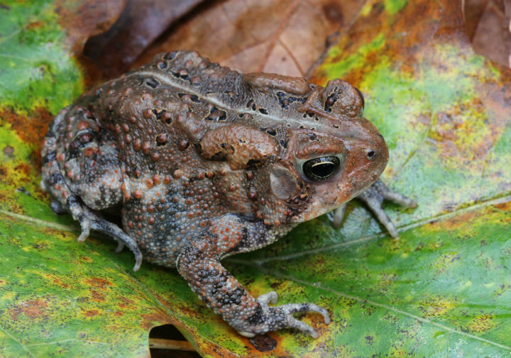 American Toad
